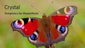  Presentation with multicolor graduation - Amazing slides having bug free - multicolor butterfly sitting backdrop and a yellow colored foreground