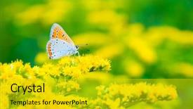  Presentation with multicolor graduation - Cool new PPT layouts with bug free - multicolor spotted butterfly sitting backdrop and a gold colored foreground