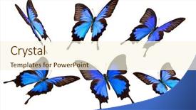  Presentation with butterfly - Theme having bug free - papilio ulisses butterfly in many background and a cream colored foreground