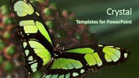  Presentation with butterfly - Amazing presentation theme having bug free - siproeta stelenes biplagiata malachite butterfly backdrop and a tawny brown colored foreground