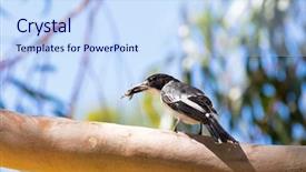  Presentation with grey black white - Cool new presentation theme with songbird - grey butcherbird bird in black backdrop and a sky blue colored foreground