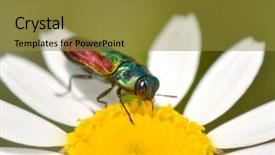  Presentation with flower - Colorful slide deck enhanced with bug on flower anthaxia bicolor backdrop and a gold colored foreground