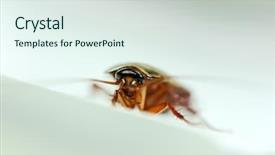  Presentation with white badminton shuttlecock - Colorful PPT layouts enhanced with bug spray - cockroach on white background backdrop and a sky blue colored foreground