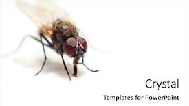  Presentation with spray - Cool new presentation theme with bug spray - fly isolated on white backdrop and a white colored foreground