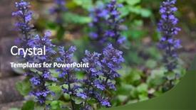  Presentation with carpet - PPT layouts having bugle - purple creeping carpet bugleweed flower background and a ocean colored foreground