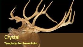  Presentation with black - Beautiful PPT theme featuring bugle - taxidermy mount of bugling elk backdrop and a tawny brown colored foreground