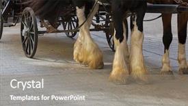  Presentation with white horse - Slides enhanced with buildings with horse drawn carriage background and a gray colored foreground