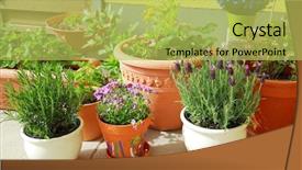  Presentation with herb - Amazing slides having built on terrace or roof backdrop and a yellow colored foreground