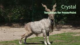  Presentation with zoology markhor - Theme having bukharan-markhor-capra-falconeri-heptneri background and a wine colored foreground
