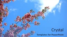  Presentation with blue flower - PPT theme having bule background - cherry flower braches background and a  colored foreground