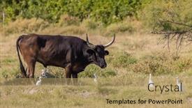  Presentation with france - Presentation design enhanced with bull-and-herons-in-camargue background and a coral colored foreground