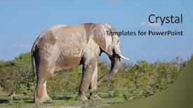  Presentation with elephant - Cool new slide deck with bull covered in mud etosha backdrop and a light blue colored foreground