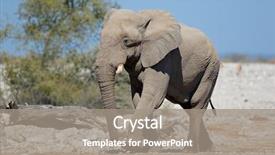  Presentation with elephant - Cool new PPT layouts with bull elephant loxodonta africana etosha backdrop and a  colored foreground