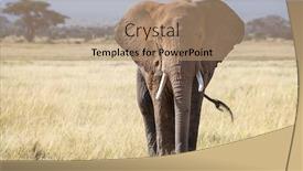  Presentation with kenya - PPT theme featuring bull-elephant-loxodonta-africana background and a coral colored foreground