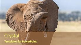  Presentation with elephant - Presentation design with bull-elephant-loxodonta-africana and a tawny brown colored foreground