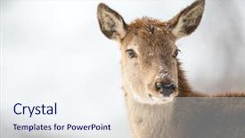  Presentation with snow - Presentation design featuring bull elk in winter snow background and a sky blue colored foreground