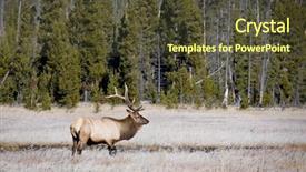  Presentation with yellowstone - Cool new presentation theme with bull elk in yellowstone national backdrop and a tawny brown colored foreground