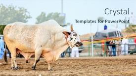  Presentation with bull cart - Cool new PPT theme with bull-fighting-in-fujairah backdrop and a sky blue colored foreground