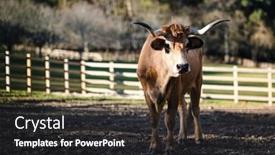  Presentation with pasture - Theme featuring bull-grazes-in-a-pen background and a dark gray colored foreground