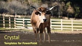  Presentation with pasture - PPT layouts consisting of bull-grazes-in-a-pen background and a tawny brown colored foreground