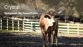  Presentation with pasture - Presentation design with bull-grazes-in-a-pen background and a violet colored foreground