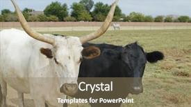  Presentation with grazing - Presentation theme featuring bull grazing on field background and a coral colored foreground