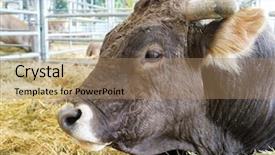  Presentation with fair - Audience pleasing presentation theme consisting of bull in a cattle fair backdrop and a coral colored foreground