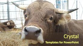  Presentation with ag fair - Beautiful theme featuring bull in a cattle fair backdrop and a tawny brown colored foreground