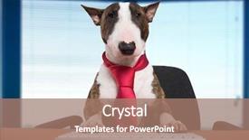  Presentation with market - Colorful slides enhanced with bull market - dog manager typing backdrop and a coral colored foreground