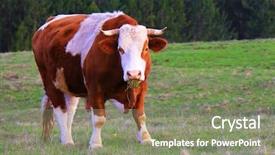  Presentation with green onions and bulb onion - Cool new PPT theme with bull on a green summer backdrop and a gray colored foreground