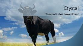  Presentation with meadow - Audience pleasing PPT theme consisting of bull on a green summer backdrop and a light blue colored foreground