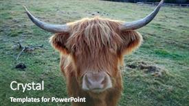  Presentation with cow - PPT layouts featuring bull pen - scottish highland cow on freezing background and a ocean colored foreground