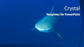  Presentation with shark - Cool new PPT theme with bull shark underwater backdrop and a dark gray colored foreground