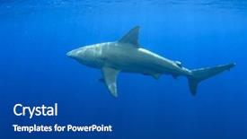  Presentation with shark - Colorful PPT layouts enhanced with bull shark backdrop and a dark gray colored foreground