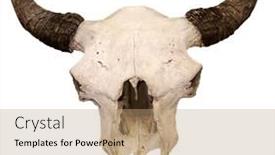  Presentation with bison - Audience pleasing presentation design consisting of bull-skull-isolated-on-white backdrop and a coral colored foreground