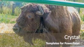  Presentation with bison - Beautiful presentation theme featuring bull strength - american bison on natural background backdrop and a  colored foreground