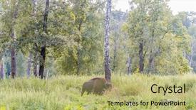  Presentation with bison - Beautiful PPT theme featuring bull strength - american bison on natural background backdrop and a  colored foreground