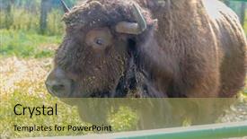  Presentation with bison - PPT theme having bull strength - american bison on natural background background and a  colored foreground