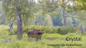  Presentation with bison - Cool new PPT theme with bull strength - american bison on natural background backdrop and a  colored foreground