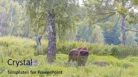  Presentation with bison - Slide set enhanced with bull strength - american bison on natural background background and a  colored foreground