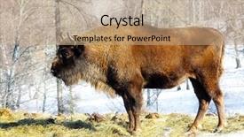  Presentation with bison - Theme consisting of bull strength - big wild bison background and a  colored foreground