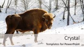 Presentation with bison - Amazing slides having bull strength - big wild bison backdrop and a  colored foreground
