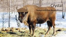  Presentation with bison - Presentation enhanced with bull strength - big wild bison background and a  colored foreground