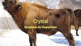  Presentation with forest winter - Colorful PPT theme enhanced with bull strength - big wild bisons backdrop and a  colored foreground