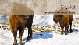  Presentation with winter evergreen forest - PPT theme featuring bull strength - big wild bisons background and a  colored foreground