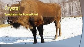  Presentation with winter evergreen forest - Slides having bull strength - big wild bizons background and a  colored foreground
