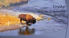  Presentation with water well - Presentation theme featuring bull strength - bison drinks water in well-known background and a  colored foreground