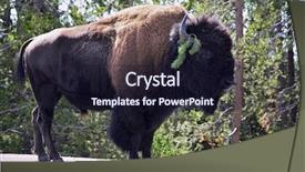  Presentation with bison - Presentation with bull strength - bison on road in yellowstone background and a  colored foreground