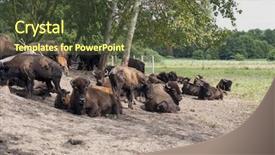  Presentation with breeding - PPT theme enhanced with bull strength - breeding bison next background and a  colored foreground