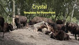  Presentation with breeding - Presentation theme having bull strength - breeding bison next background and a  colored foreground